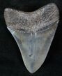 Beautiful Megalodon Tooth - Serrated #13062-2